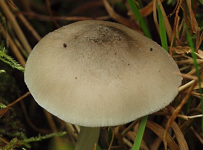 Bovenzijde hoed P.salicinus