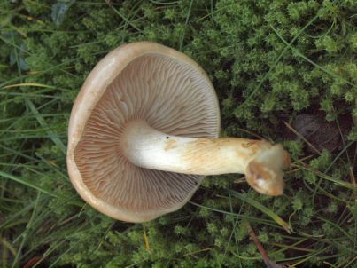 Onderzijde paddenstoel