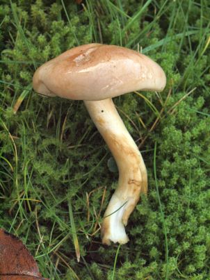 Zijaanzicht paddenstoel