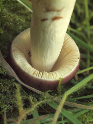 Jonge paddenstoel onderzijde